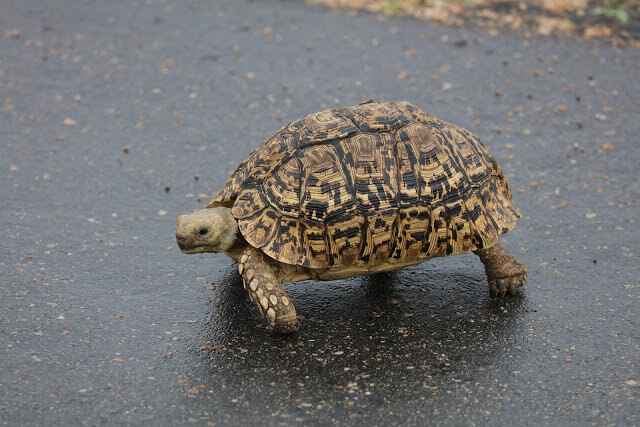 Achte in Amerika auf wandernde Schildkröten