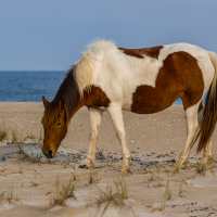 Ponie auf Assateague Islands