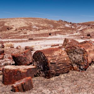 Petrified Forest National Park