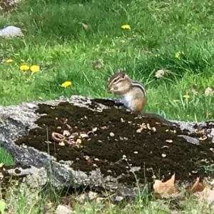 Chipmunk in Neuengland