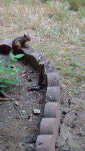 Chipmunk im Garten eines der Tiere in den USA