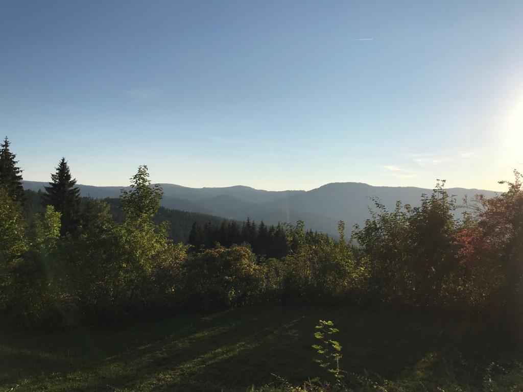 Natur im bayerischem Wald