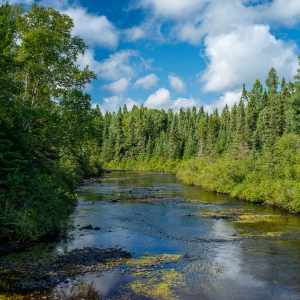 Superior National Forest See und Wald