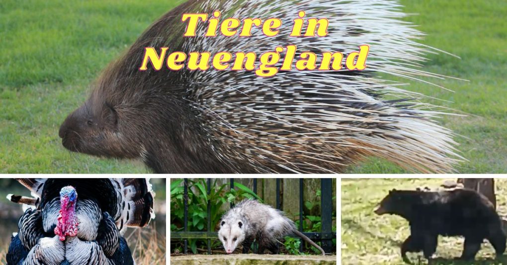 Tiere Neuengland