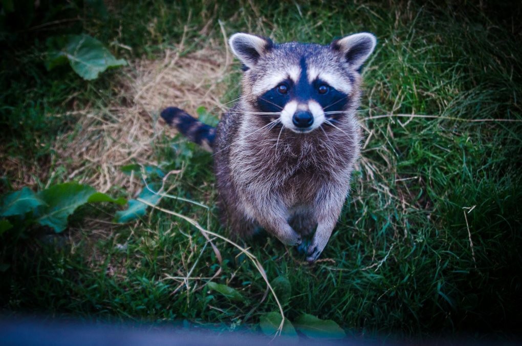 Ein Raccoon bzw. Waschbär 